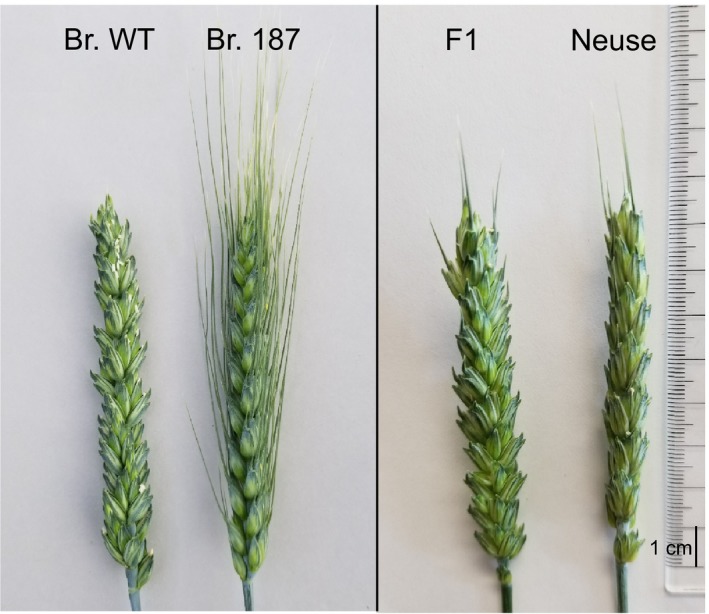 Figure 5