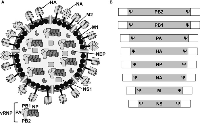 Figure 1