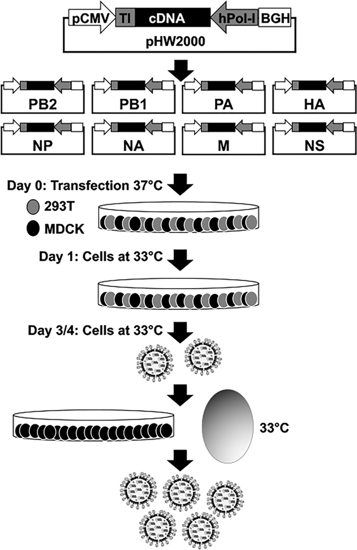 Figure 2