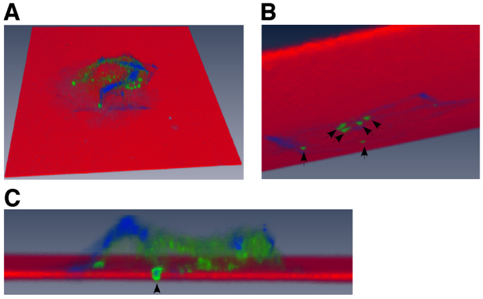 Fig. 3.