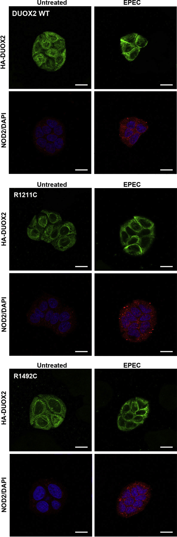 Figure 4