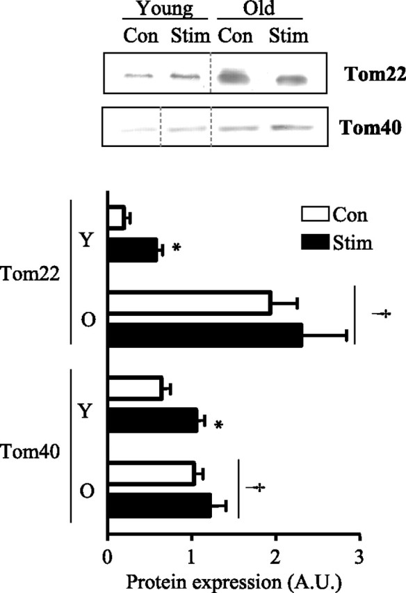 Fig. 5.