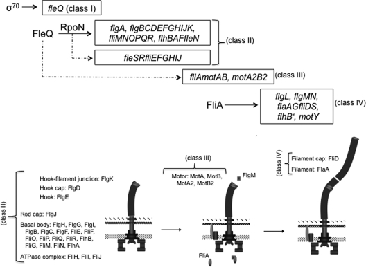 FIG. 4.