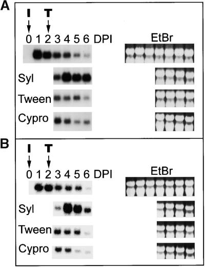 Figure 5.