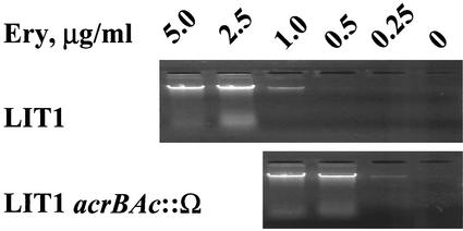 FIG. 5.