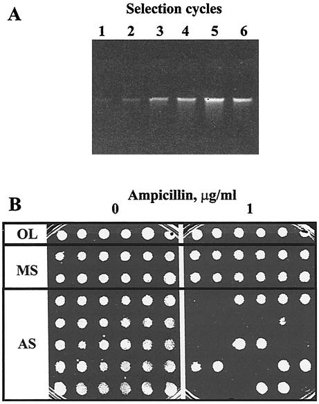 FIG. 2.