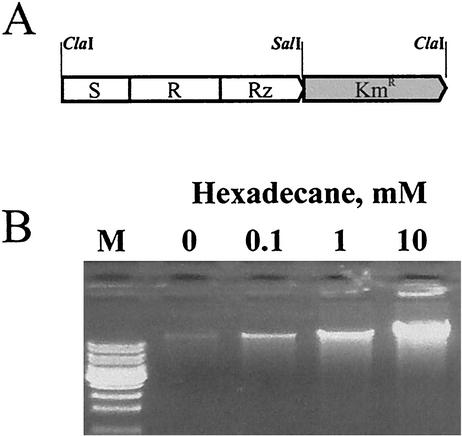 FIG. 3.