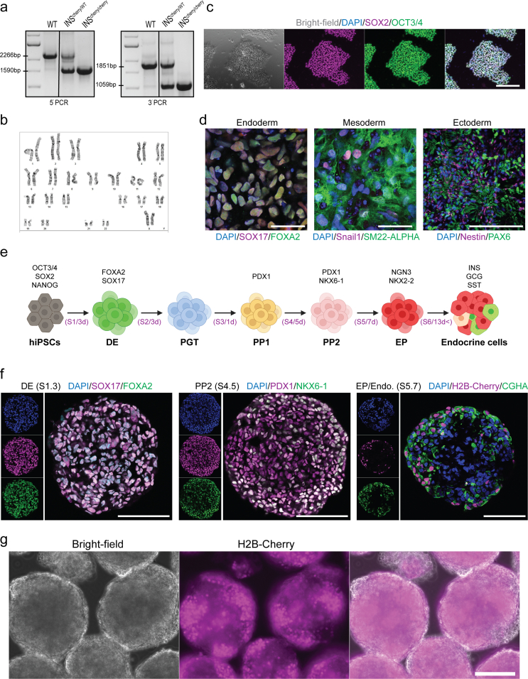 graphic file with name figs1.jpg