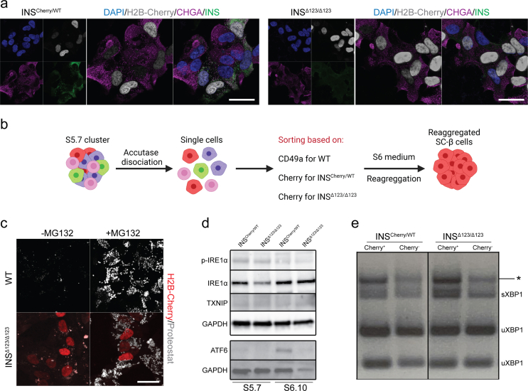 graphic file with name figs2.jpg