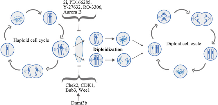 Fig. 2