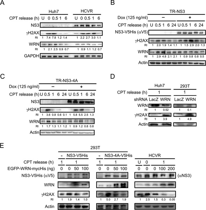 FIG 2