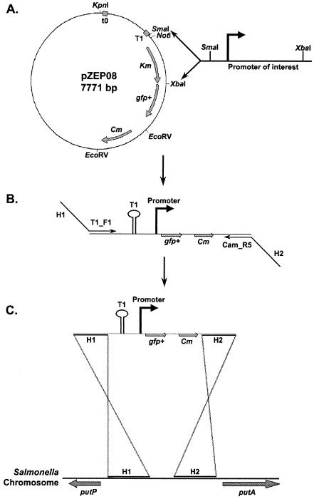 FIG. 1.