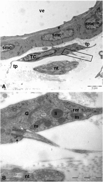 Fig 6