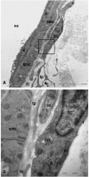 Fig 5