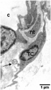 Fig 7