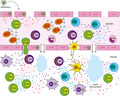 graphic file with name IMM-163-262-g001.jpg