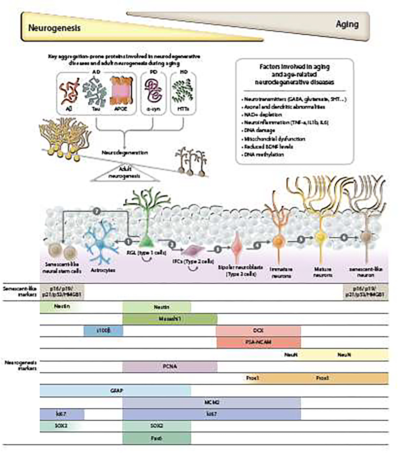 Neurogenesis in aging and age-related neurodegenerative diseases - PMC