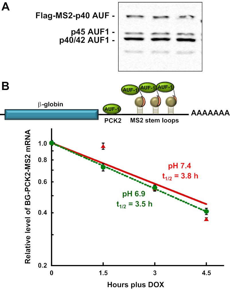 Fig. 4.