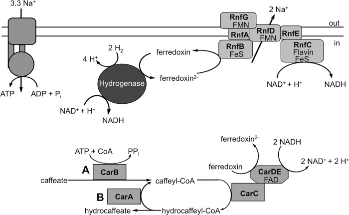 Fig 8