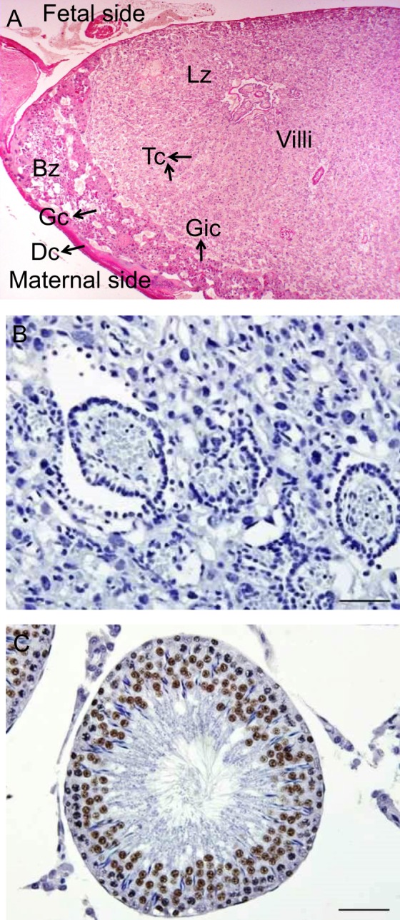 Figure 6.