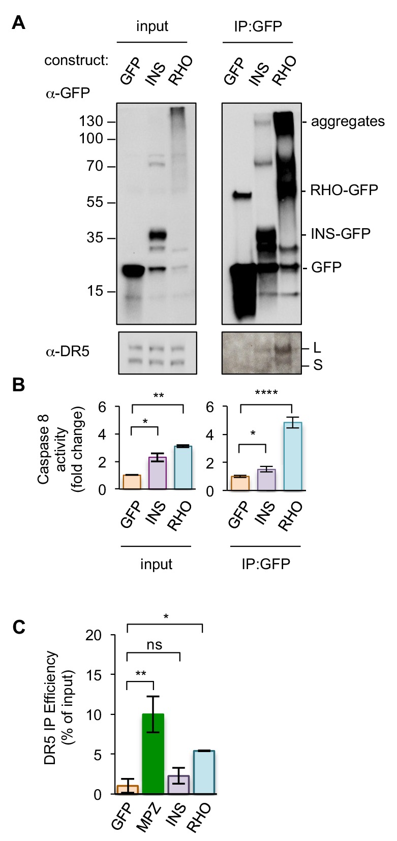 Figure 1—figure supplement 5.