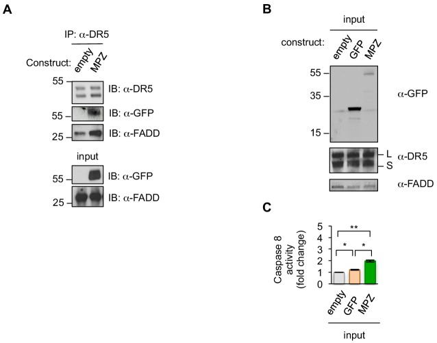 Figure 1—figure supplement 3.