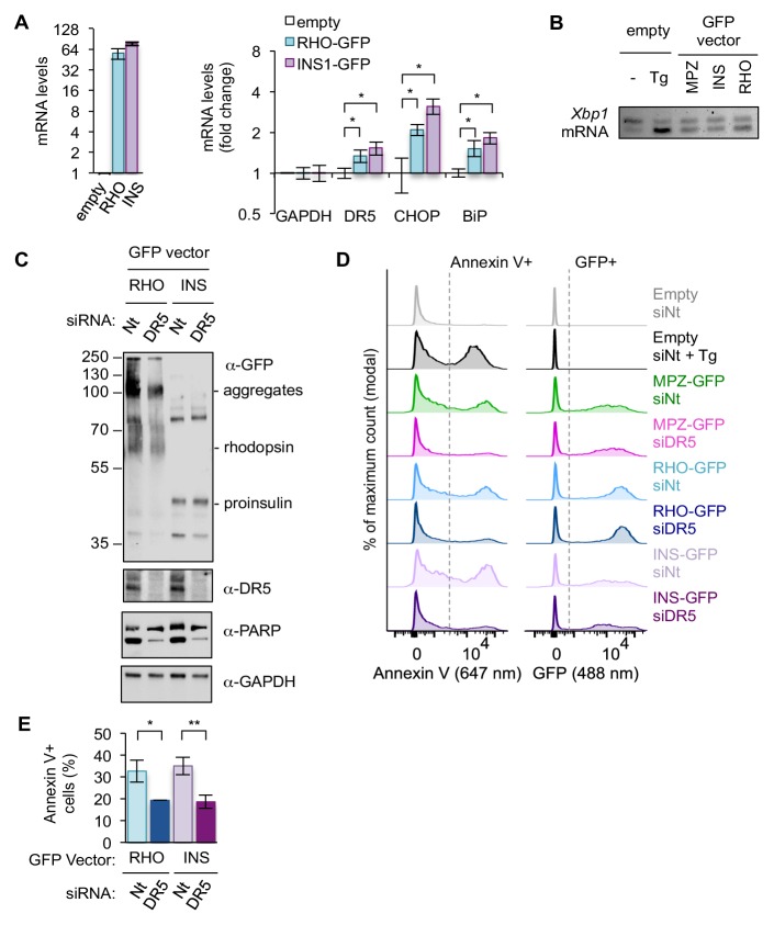 Figure 1—figure supplement 4.