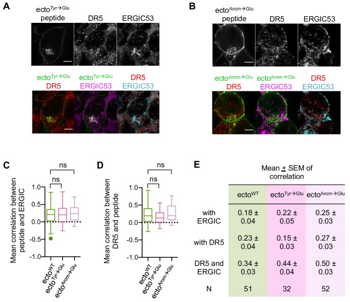 Figure 4—figure supplement 2.