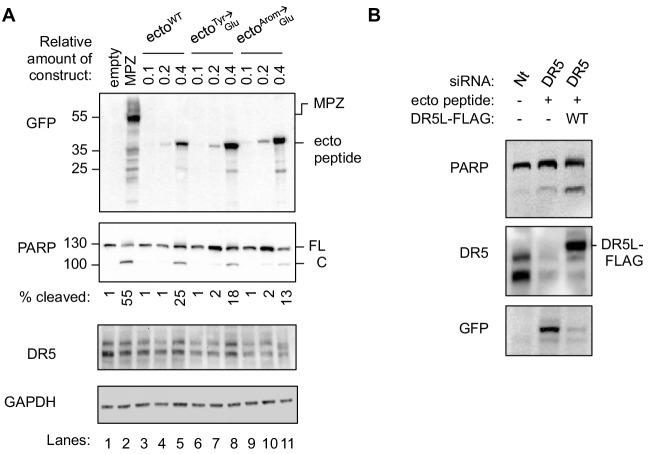 Figure 4—figure supplement 1.