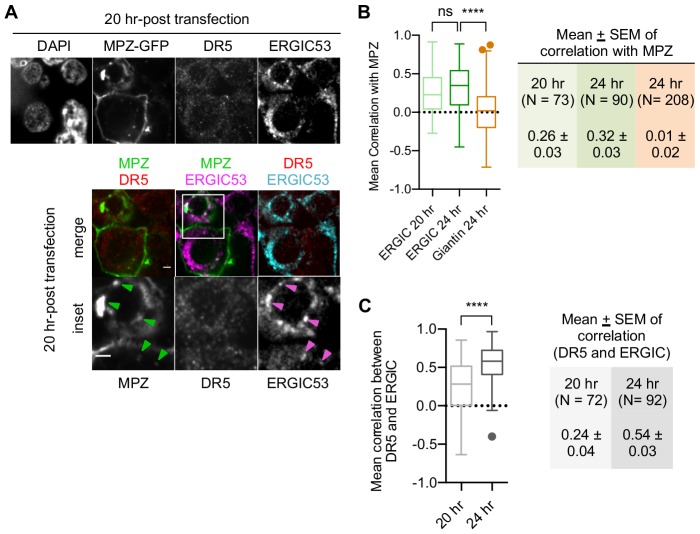 Figure 2—figure supplement 2.