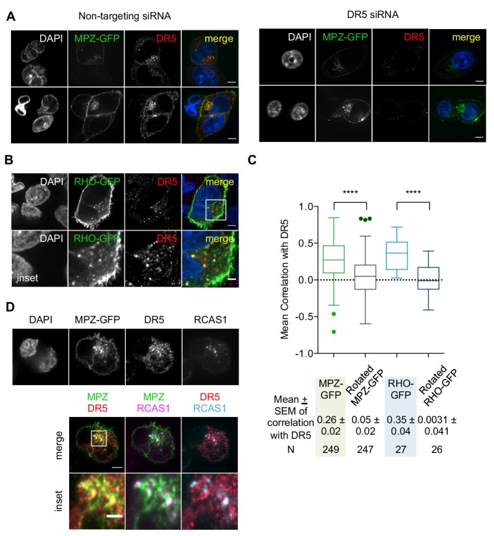 Figure 2—figure supplement 1.