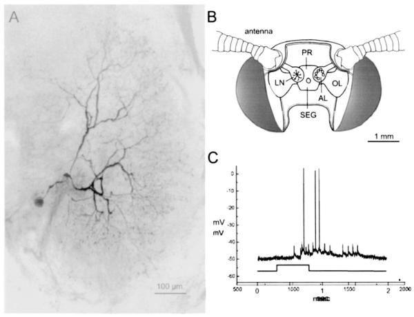 Fig. 1