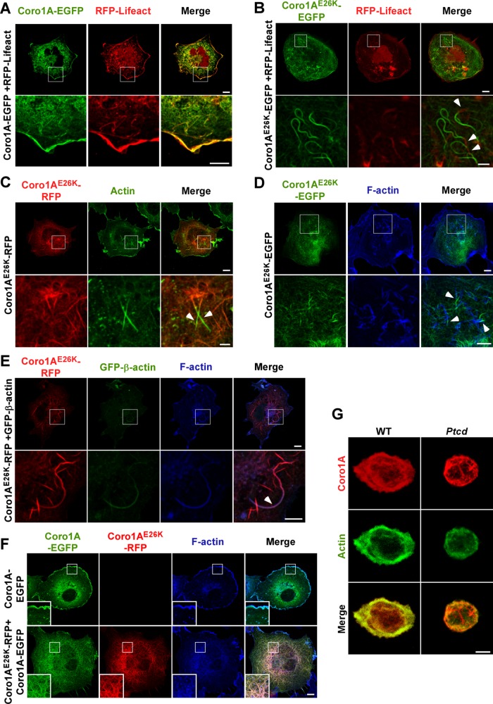 FIGURE 3: