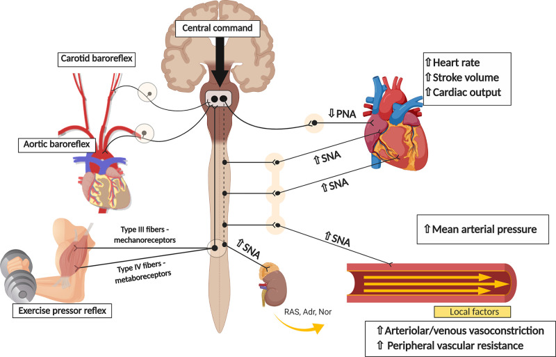 Fig. 1.