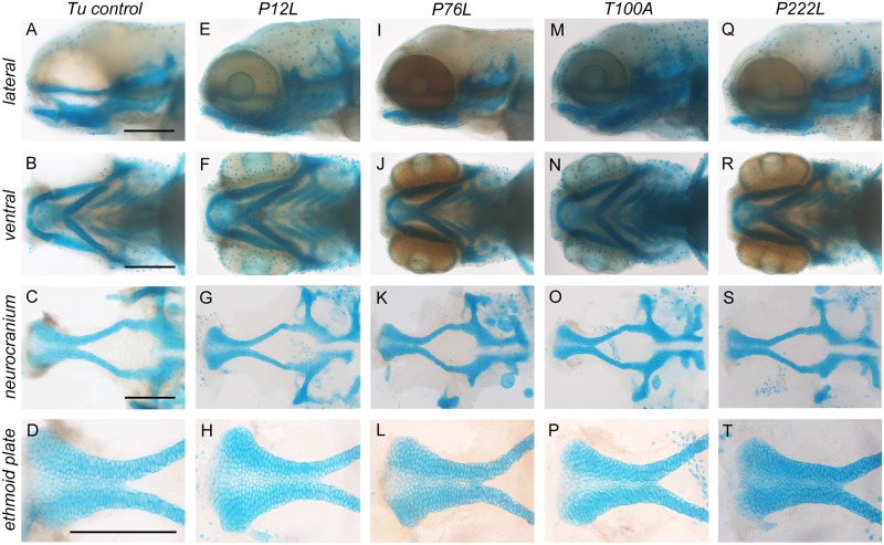 Fig 6