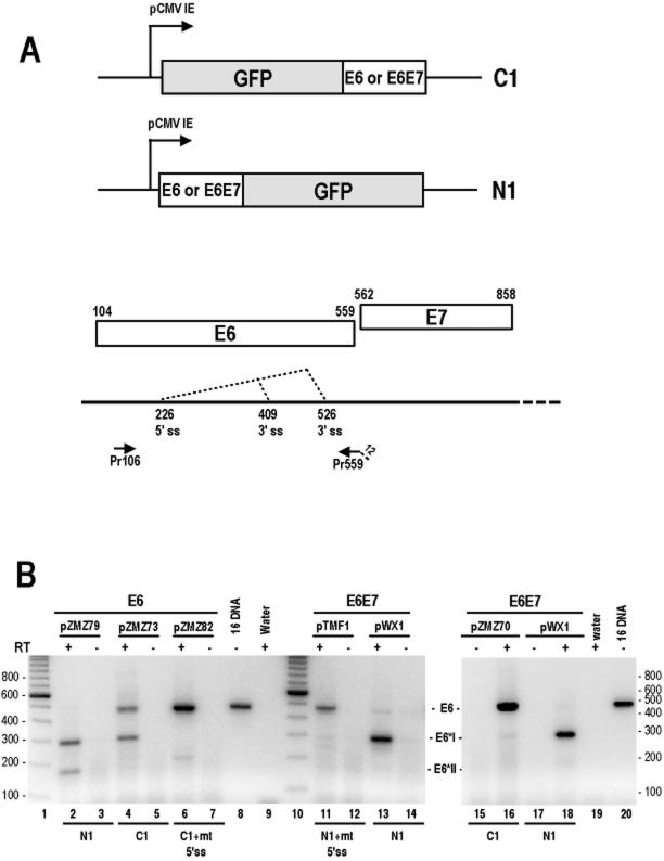 FIG. 1.