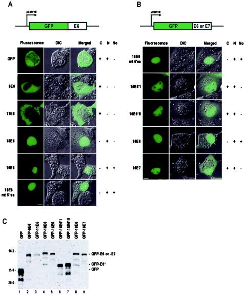 FIG. 2.