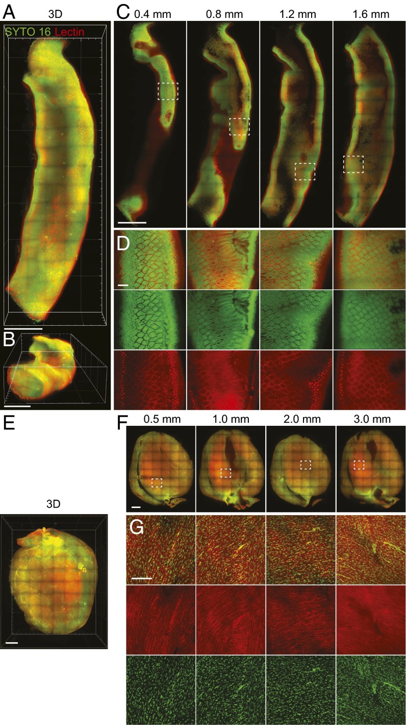 Fig. 6.