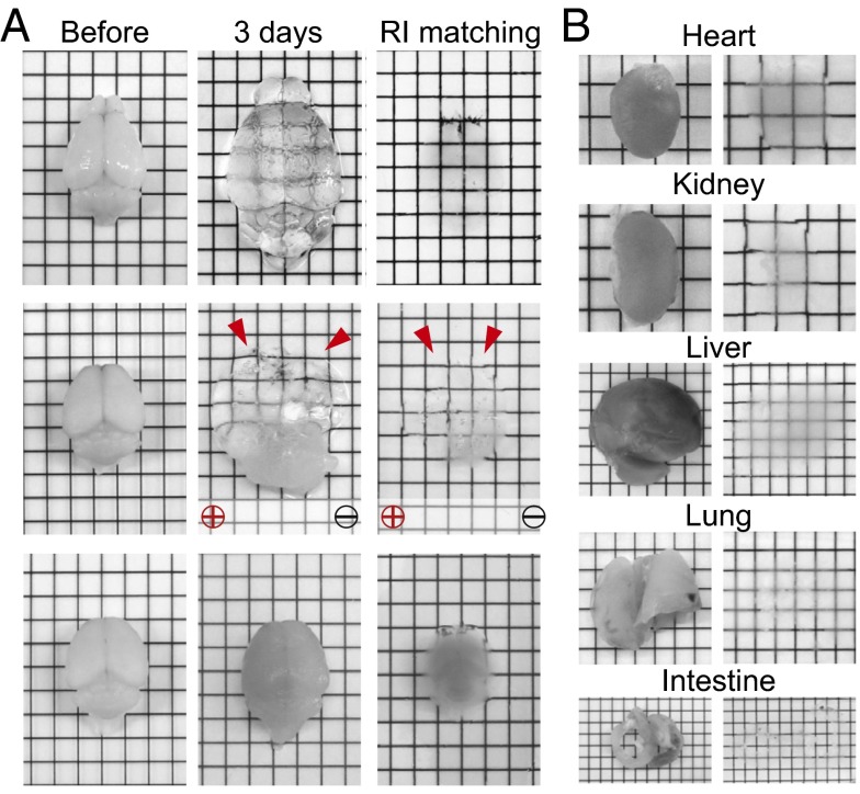 Fig. 3.