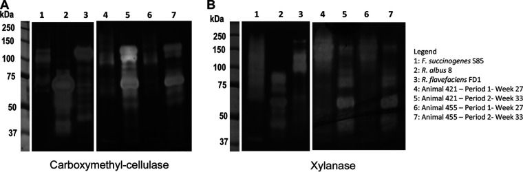 FIG 6