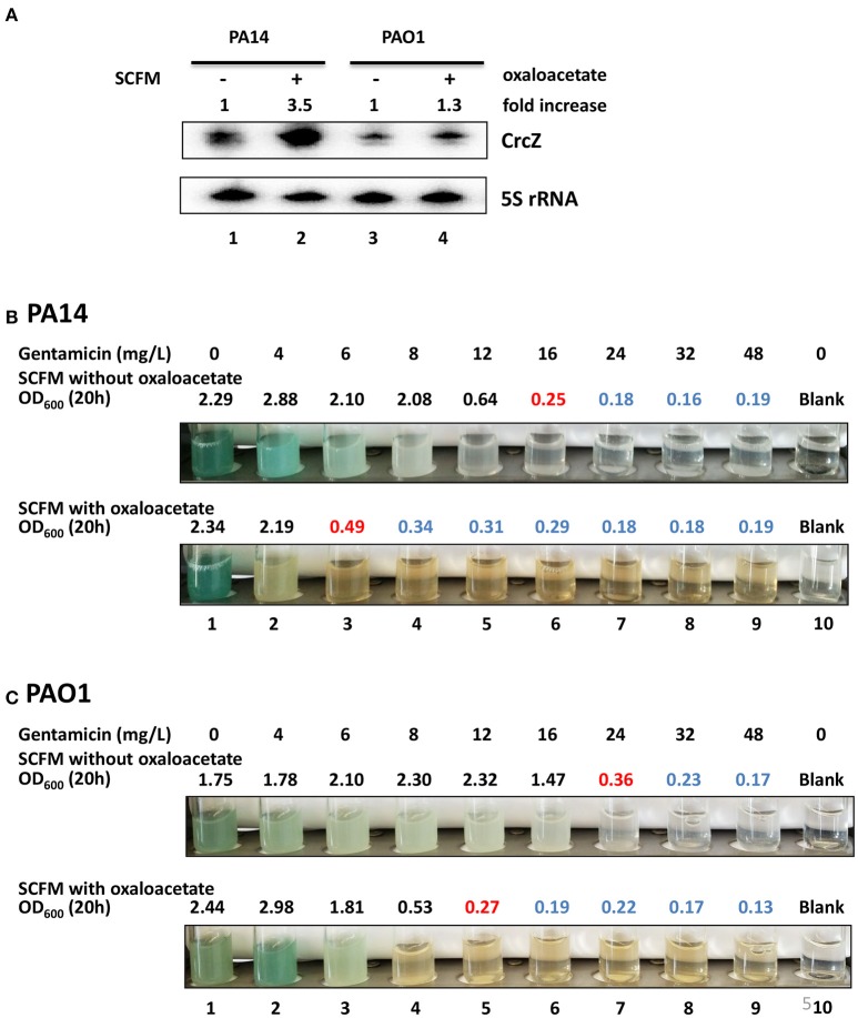 Figure 5