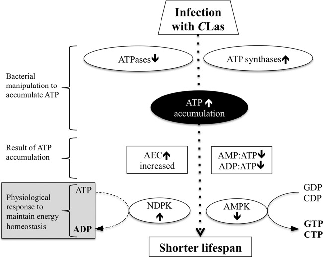 FIG 6