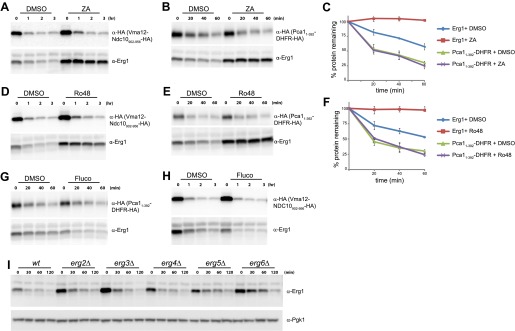 Figure 3—figure supplement 1.