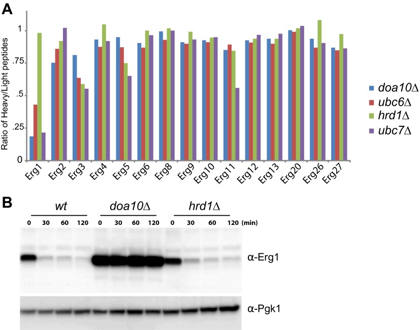 Figure 1—figure supplement 1.