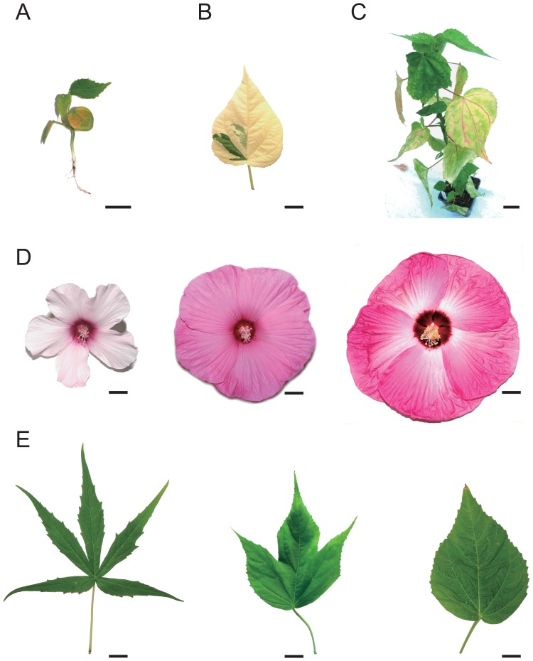 Fig. 2