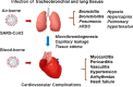 Image, graphical abstract