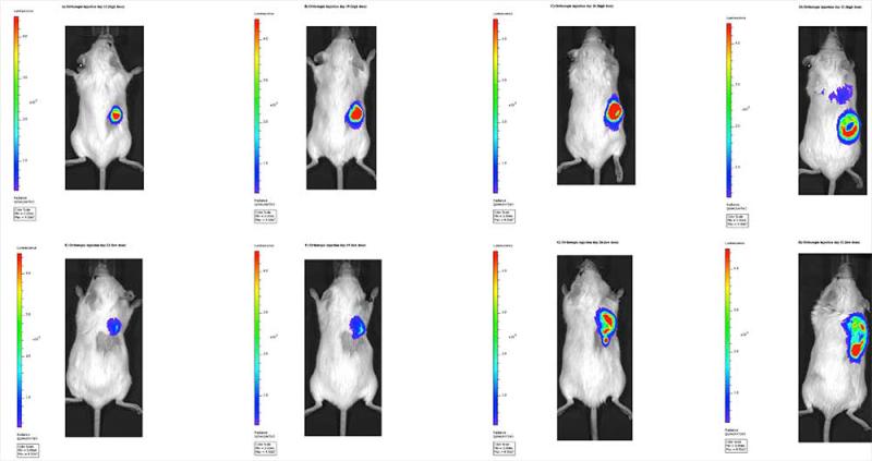 Figure 12