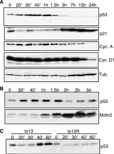 FIG. 1.