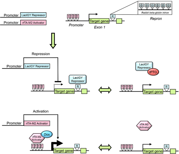 Figure 1: