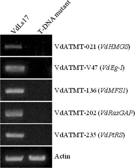 Fig. 7